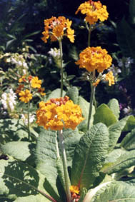 Primula bulleyana